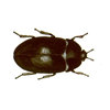 Fur Beetle