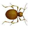 Golden Spider Beetle