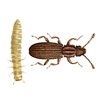 Saw Toothed Grain Beetle