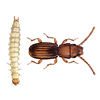 Flat Grain Beetle